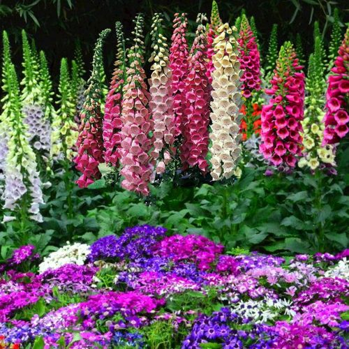 花苗花卉鲁虹毛地黄宿根花园四季