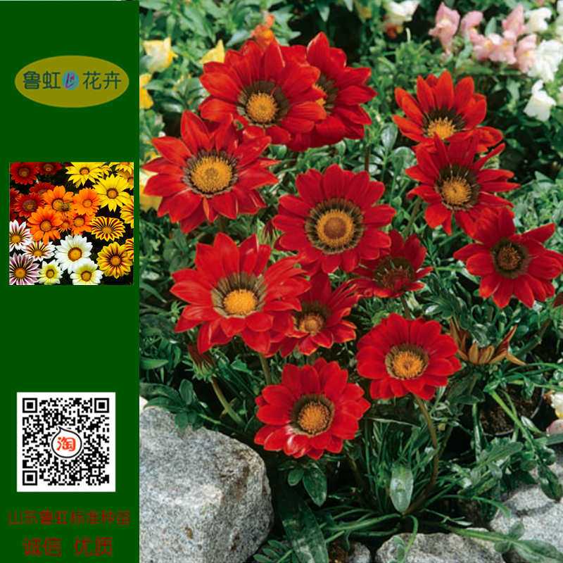 勋章菊  超吻各色进口原种花苗【鲁虹花卉】