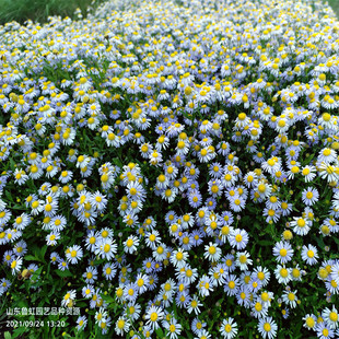 马兰头盆苗 多年生耐寒耐热宿根清新自然食用兼欣赏【鲁虹园艺】