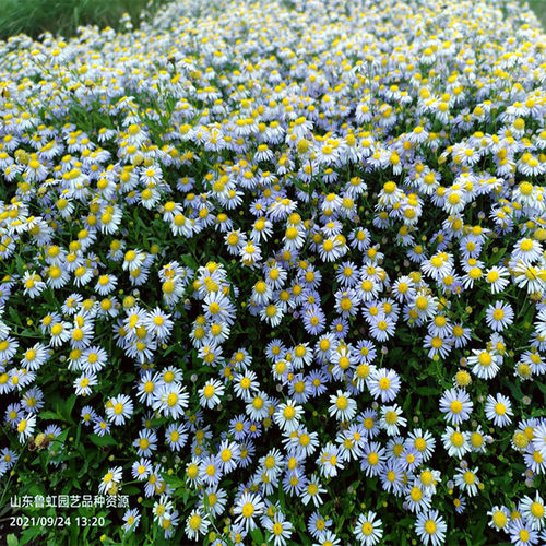 耐寒耐热宿根自然食用园艺马兰头
