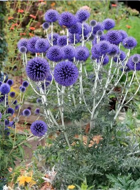 蓝刺头蓝色星球花苗  海滨刺芹 多年生耐寒宿根 花卉【鲁虹园艺】