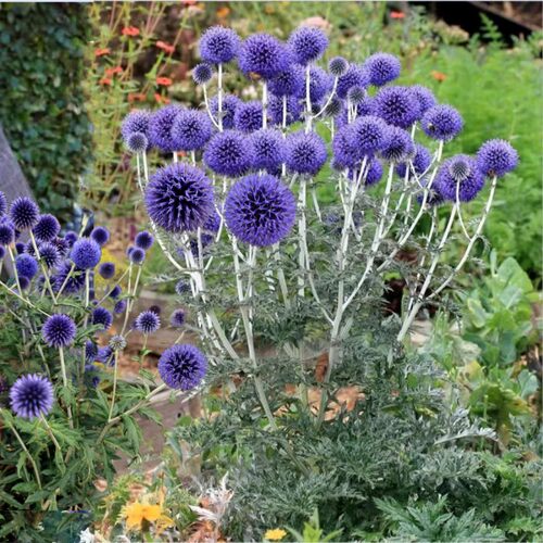 鲁虹刺芹蓝刺头花园夏秋海滨宿根