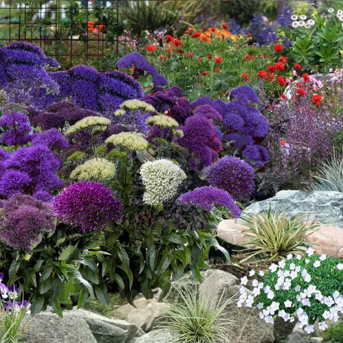 宿根耐寒耐热多年生花卉夕雾草