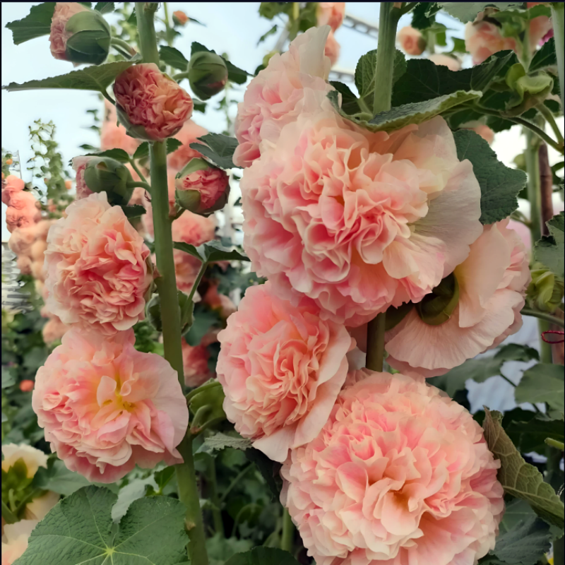 大花重瓣蜀葵花苗 切花查特系列各色盆苗 【鲁虹花卉】