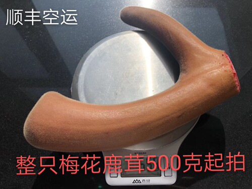 东北新鲜鹿茸二杠鹿血茸整支鹿茸现切片500克起拍包邮厂家直供