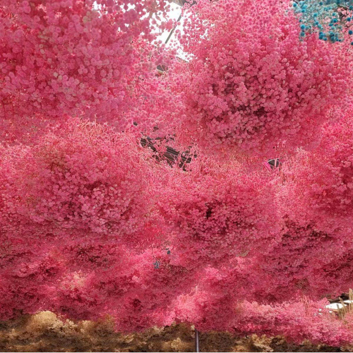 云南永生满天星 满天星干花 永生满天星 满天星大量