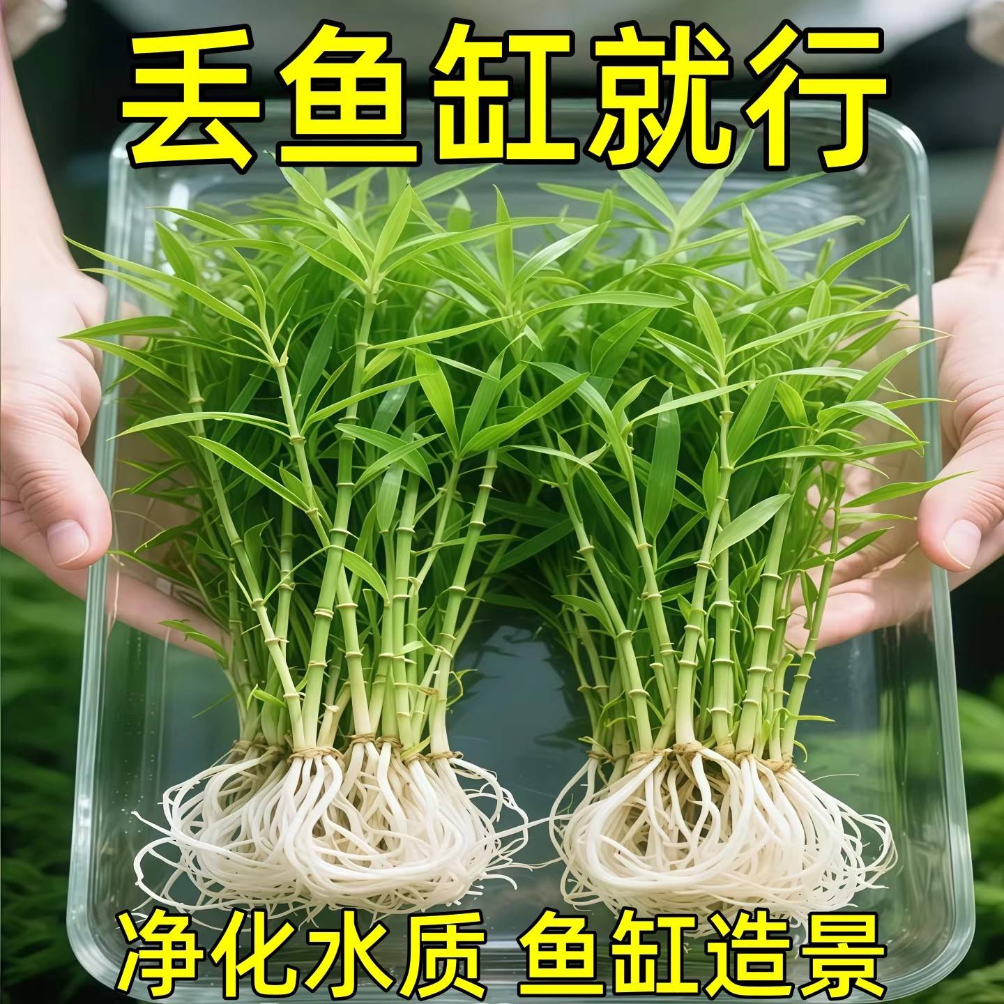 南美青竹水草鱼缸专用植物坨草净化水质养鱼造景增氧制氧阴性竹子
