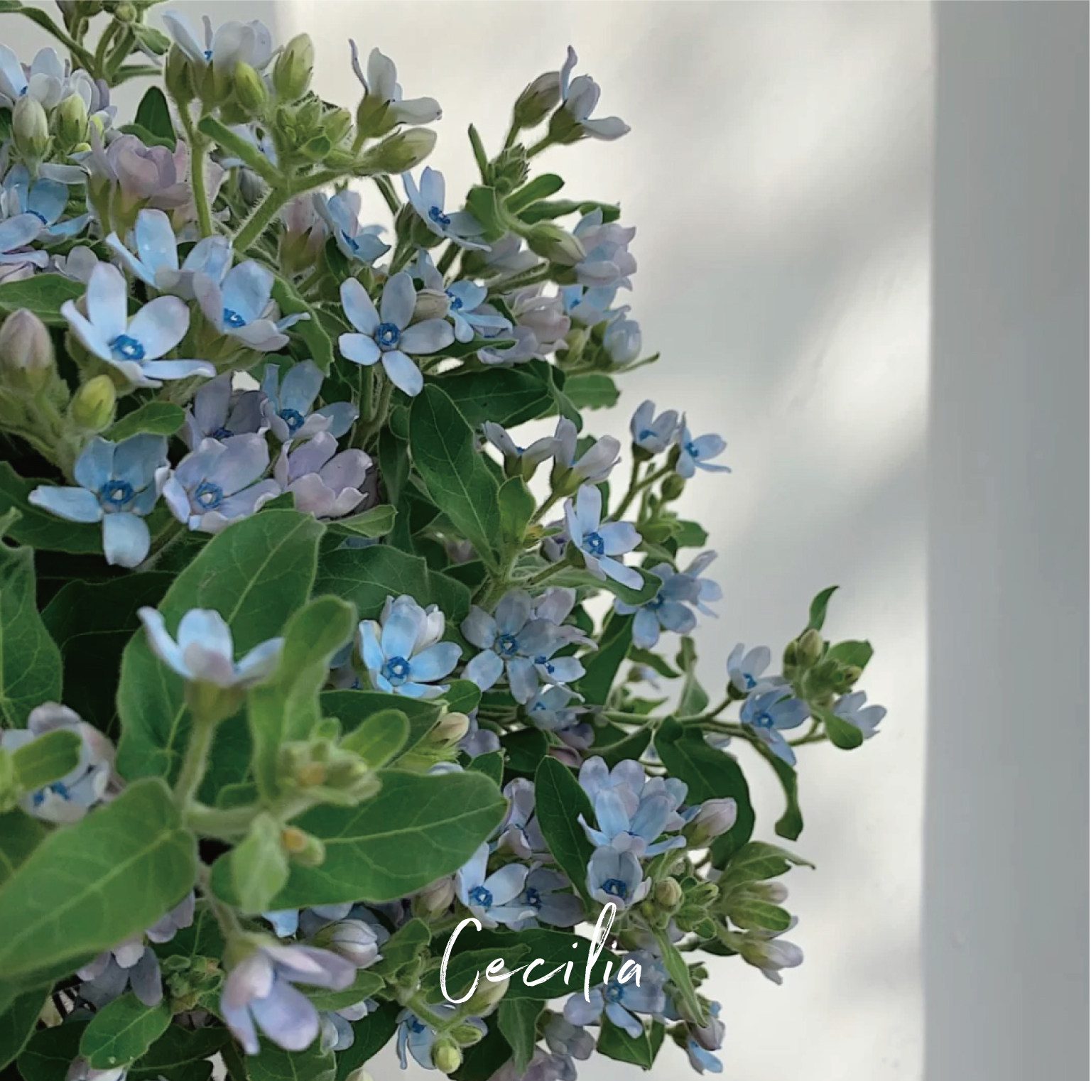 cecilia 蓝星花鲜切花小清新婚礼居家办公室水养配花云南基地直发