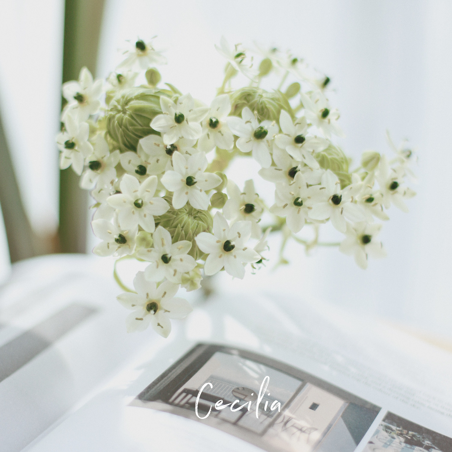 cecilia 天鹅绒鲜花花束 圣心金伯利家庭办公室插花 云南空运直发