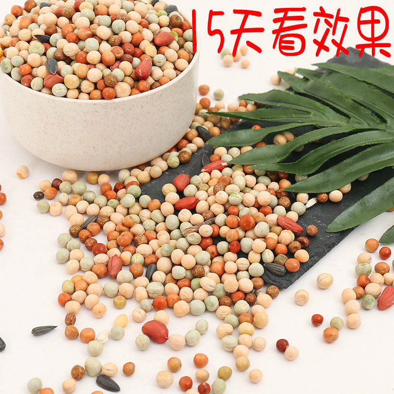 幼鸽子饲料 混合豌豆鸽粮食种鸽子料10斤无玉米鸽子食粮 鸟食包邮