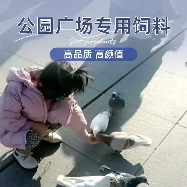 郑州绿城广场紫荆山公园鸽子食