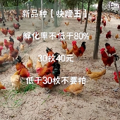 土鸡蛋种蛋受精蛋孵化小鸡 30枚免快递费