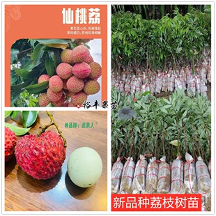 广西新品种贵族荔枝正宗嫁接大果冰荔仙桃荔巨美人荔枝果树苗包邮