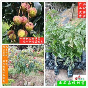 广西嫁接冰荔三月红妃子笑桂味桂花香仙进奉越州红无核荔枝果树苗