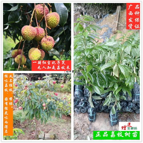 广西嫁接早熟无核荔枝