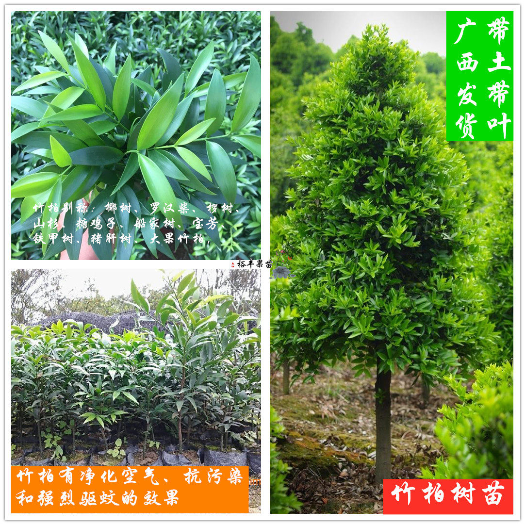广西竹柏罗汉柴铁甲树室内盆栽绿植净化空气抗污染驱蚊庭院树苗