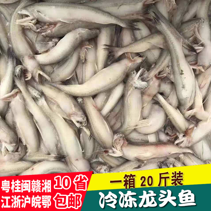 海鲜龙头鱼野生九肚鱼新鲜豆腐鱼海鱼辅食冷冻鱼20斤/件豆腐鱼