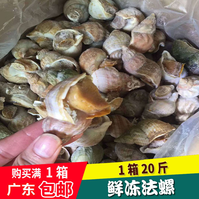 法螺 翡翠螺大海螺贝壳 海螺 冷冻水产海鲜 大海螺绿螺 1件20斤