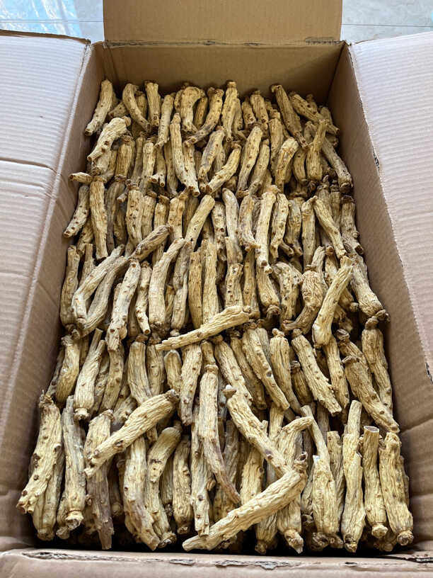东洋参 高丽参籽品种 20-22支一斤的规格 中大枝东洋参