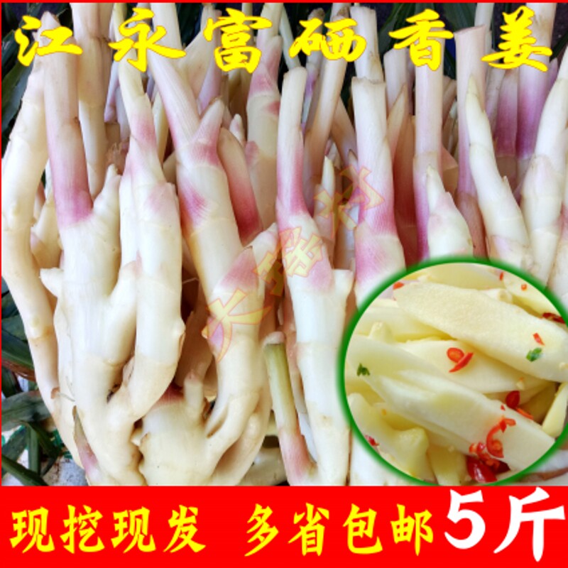 湖南永州江永香姜新鲜生姜现挖嫩姜仔姜芽芽泡姜腌姜包邮带泥发货