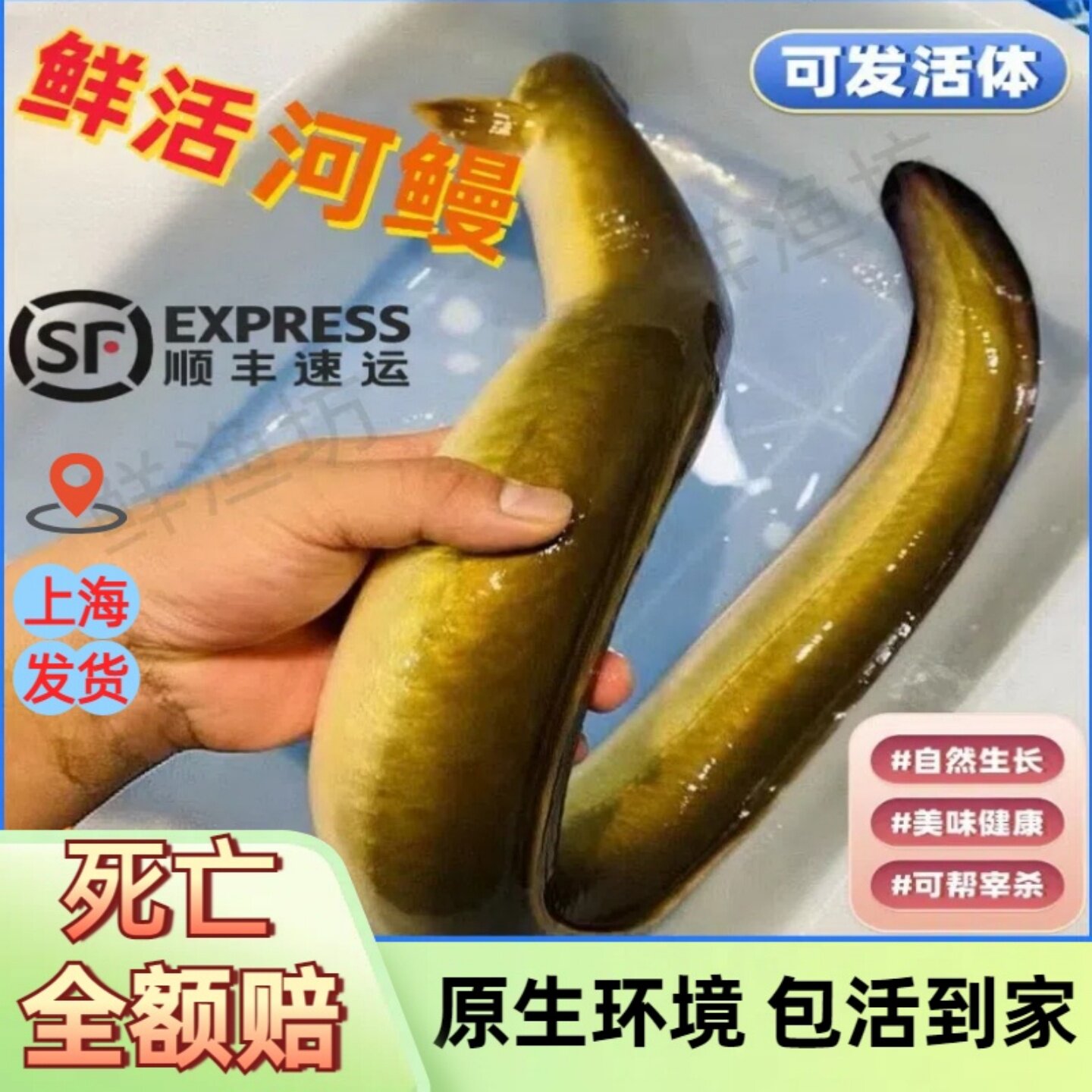 河鳗淡水鲜活河鳗鱼 鳗鱼活体水中人参活杀白鳗上海顺丰包邮鳗鱼