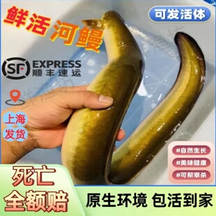 河鳗淡水鲜活河鳗鱼 鳗鱼活体水中人参活杀白鳗上海顺丰包邮鳗鱼