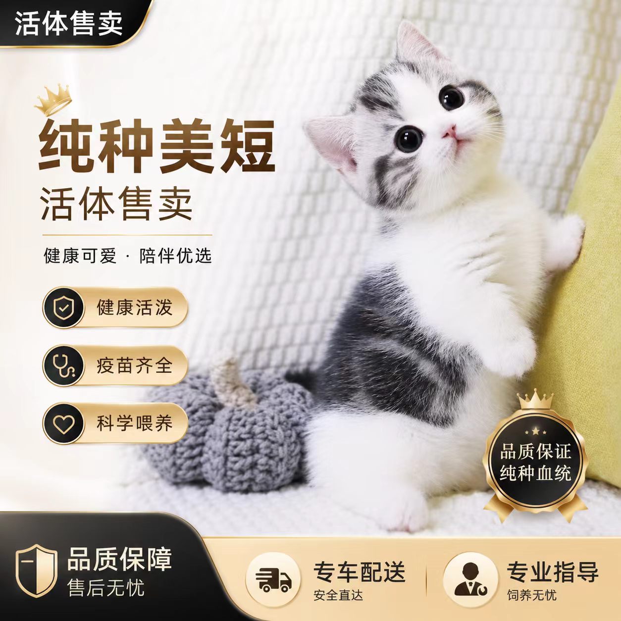 纯种美短健康包活终身指导喂养