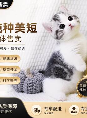 纯种美短健康包活终身指导喂养