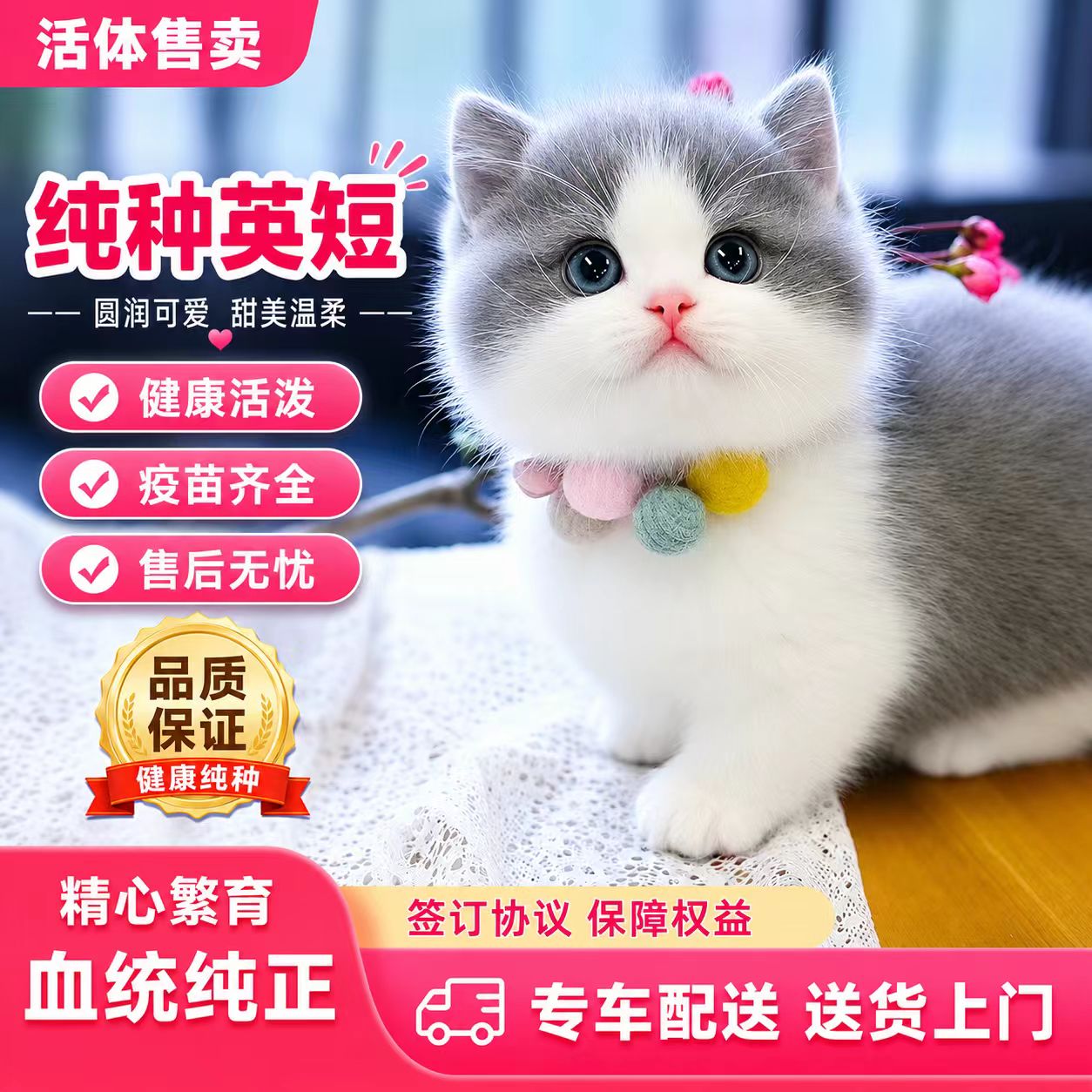 纯种英短健康包活终身喂养指导