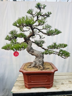 精品游龙型老桩黑松耐寒耐热适合别墅庭院阳台茶室摆放