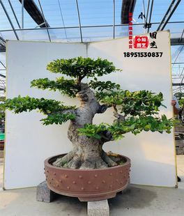 大型古桩相思树 漂亮气派好养 高档次老桩造型盆景少见朴树成型桩