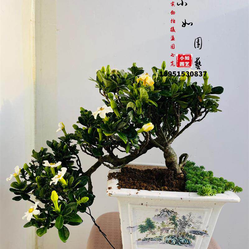 邻水造型达摩栀子花盆景 花物 日本盆景清誉栀子耐寒好养