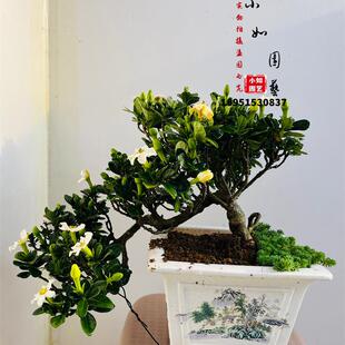 邻水造型达摩栀子花盆景 花物 日本盆景清誉栀子耐寒好养