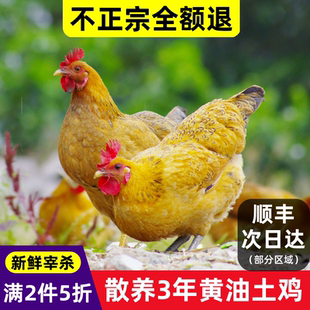 农家散养黄油老母鸡土鸡正宗草鸡走地鸡笨鸡月子鸡新鲜现杀整只装