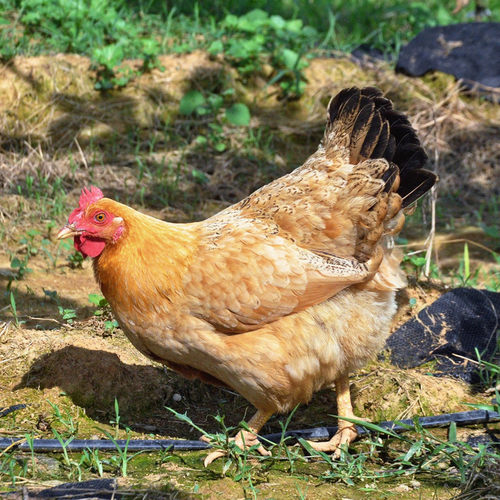 定制专拍农家散养正宗土鸡老母鸡童子鸡小公鸡纯粮食喂养新鲜现杀