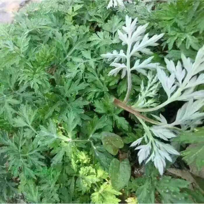 野生新鲜艾草艾叶食用鲜货青团清其它