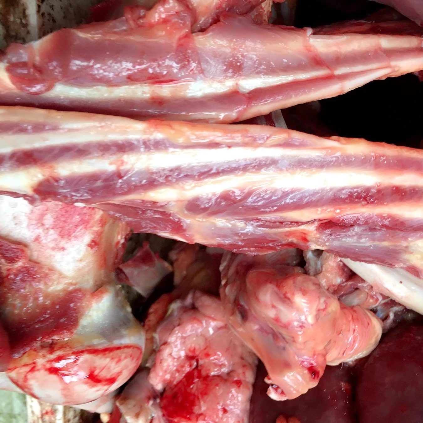 3斤新鲜软肋骨 驴软骨现宰散装软骨肉另有驴骨头驴肉驴杂驴鞭