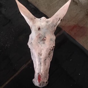 正宗带皮纯驴头新鲜带耳朵真驴头现杀去毛整只驴肉全驴宴饭店食材