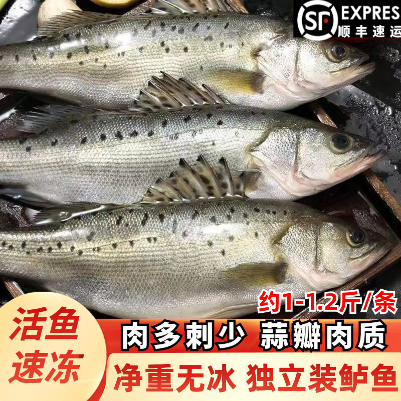 海鲈鱼新鲜冰鲜冷冻海鲜水产鲜活海捕速冻海鱼七星花鲈鱼商用烤鱼,水产肉类/新鲜蔬果/熟食,鲈鱼,淘宝优惠券,粉丝福利购,淘宝优惠卷