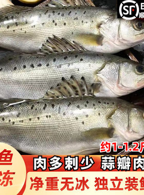 新鲜冷冻七星海鲈鱼烤鱼商用