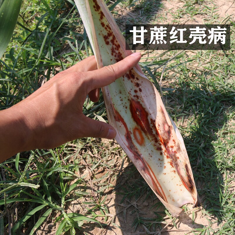 水果甘蔗红壳病甘蔗病害防治