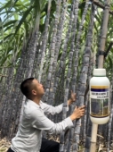 万科壮丰素精装 甘蔗专用拉长拉直增加产量改善口感糖分转化 版
