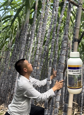 万科壮丰素精装版甘蔗专用拉长拉直增加产量改善口感糖分转化