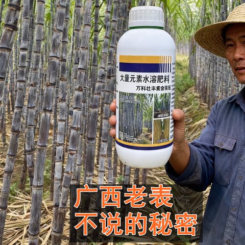 万科壮丰素甘蔗增粗拉长增加产量