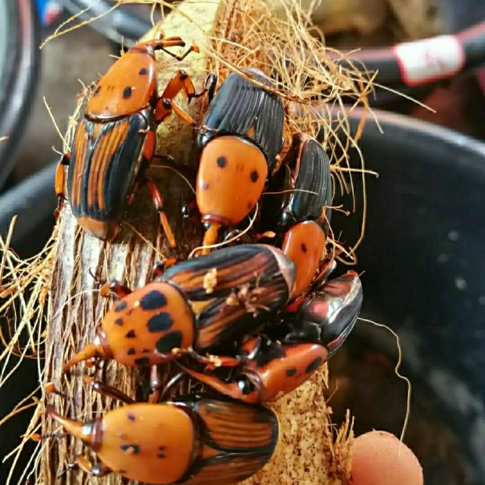 皇竹虫竹笋虫竹象虫活体成虫种苗种虫包活包邮包养殖技术包教包会