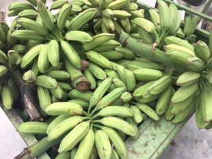 PLANTAIN, FOR AMPESIE, KELEWELE AND PLANTAIN CHIPS 2.5kg