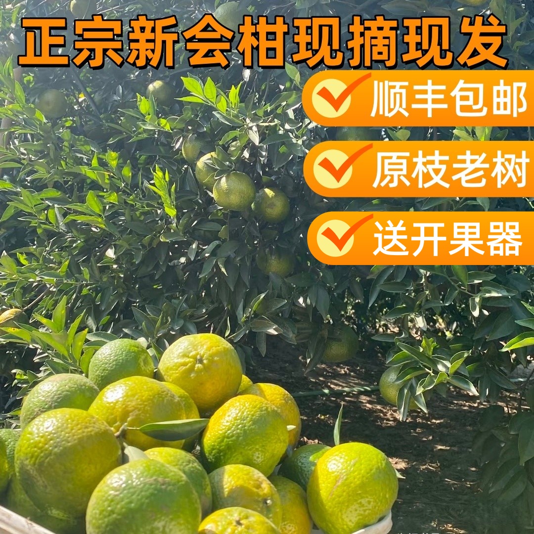 新会梅江二红柑鲜果原枝陈皮