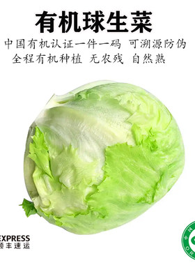 有机球生菜新鲜生吃轻食健身沙拉西餐汉堡沙拉三明治圆蔬菜西生菜
