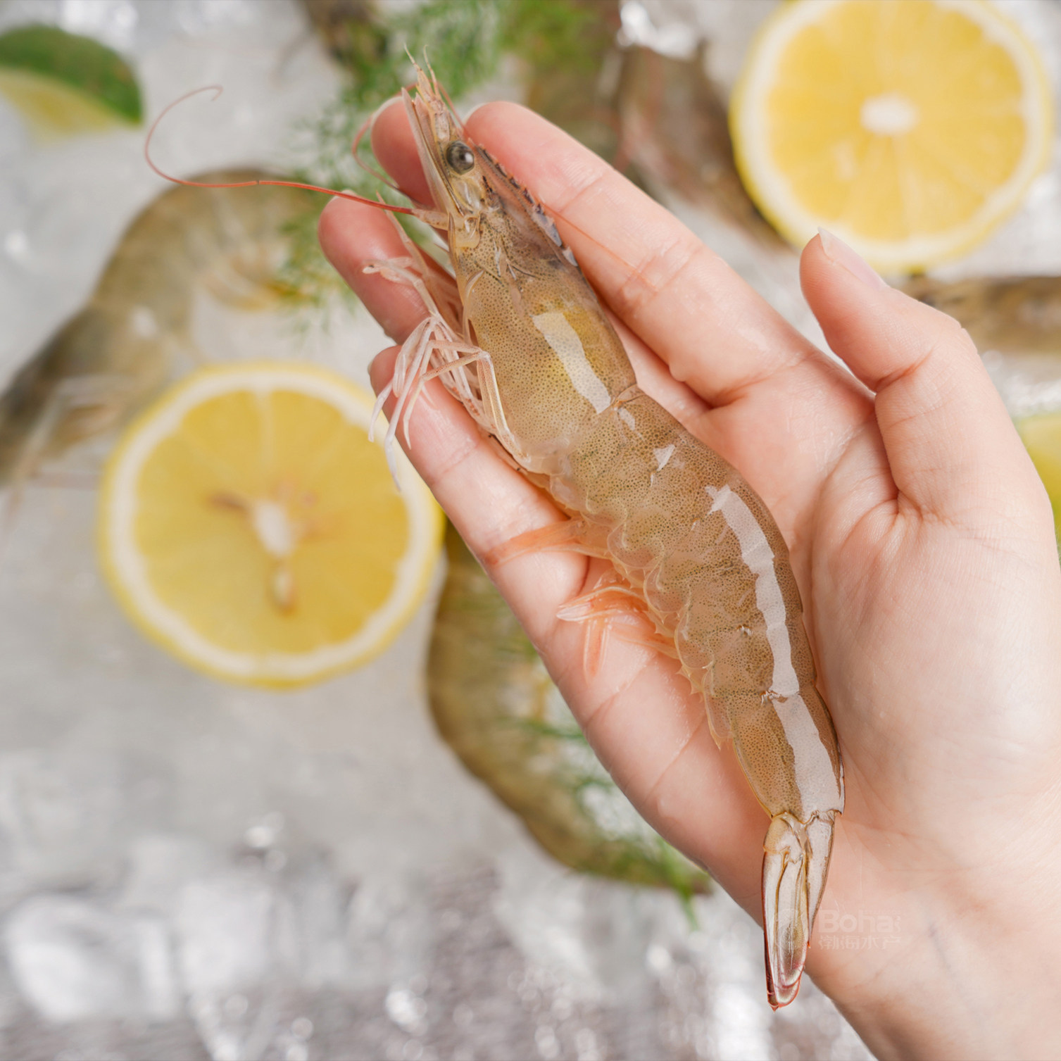 有机盐田虾无抗鲜虾生态活虾冷冻大虾渤海水产无添加虾仁