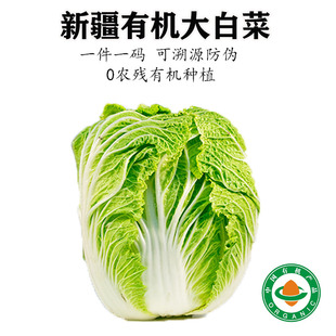 新疆有机翠玉大白菜新鲜采摘蔬菜当季无农残脆嫩香甜老品种青菜